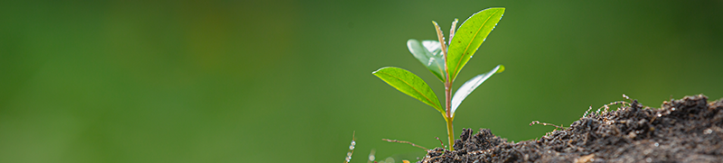 Soil, Grass