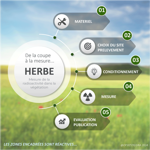 Herbe français