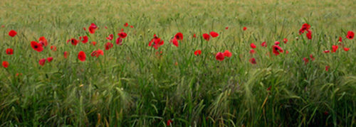 terrestri